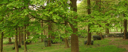 trees of rivington, horwich, bolton